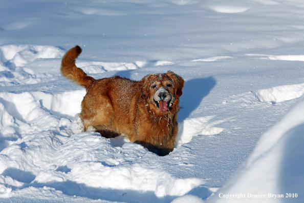 Golden retriever playing in snow.