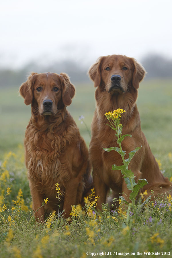Golden Retrievers.