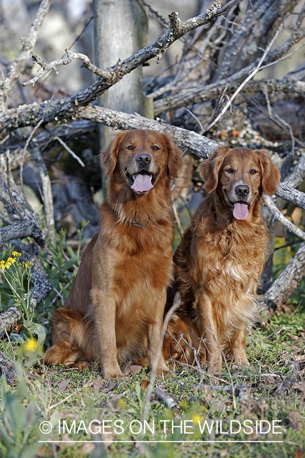 Golden Retrievers