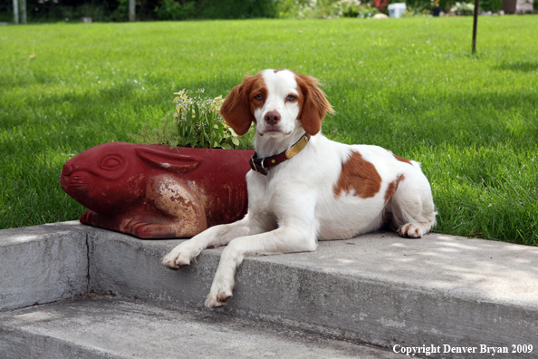 Brittany Spaniel in yard