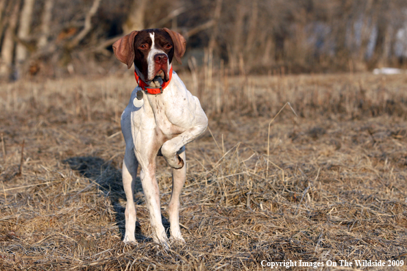 English Pointer in field