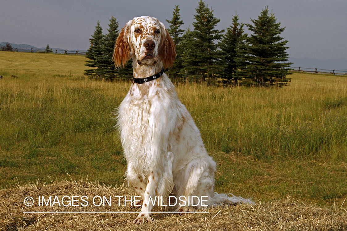 English Setter