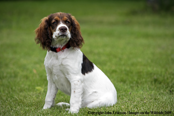 Springer Spaniel puppy