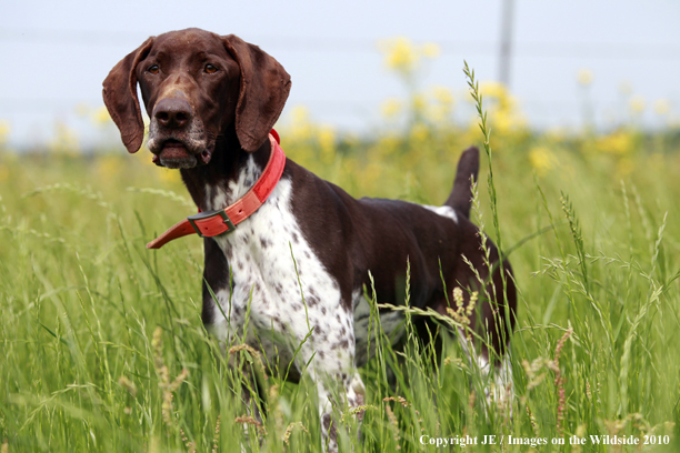 German Shorthair Pointer