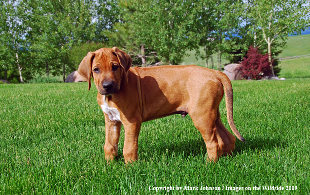 Rhodesian Ridgeback puppy in yard.