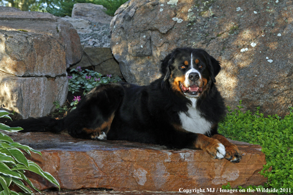 Bernese Mountain Dog. 