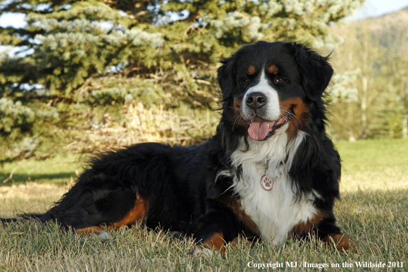 Bernese Mountain Dog.