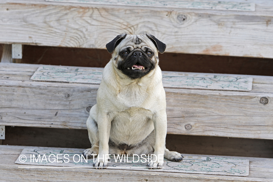 Pug on steps.