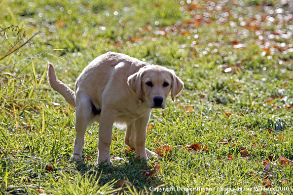 Yellow Labrador Retriever Puppy