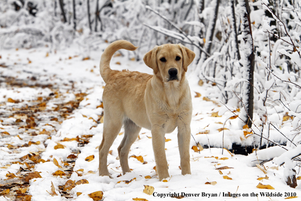 Yellow Labrador Retriever Puppy in the snow