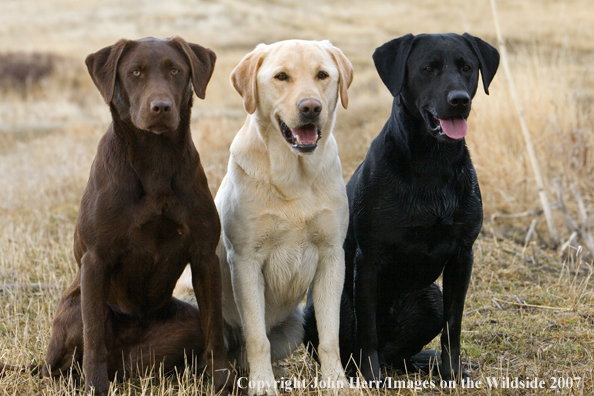 Multi-colored labrador retrievers in field.