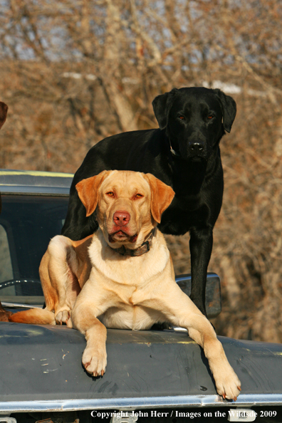 Multi-colored labrador retrievers