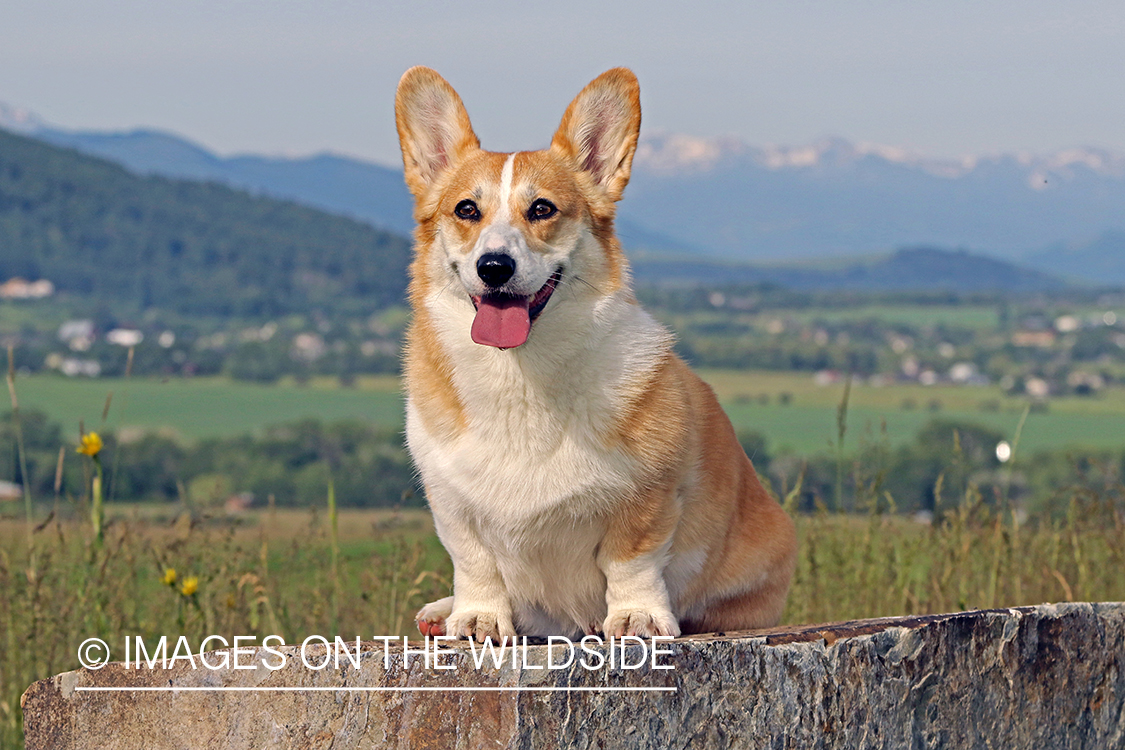 Welsh Corgi sitting on rock.