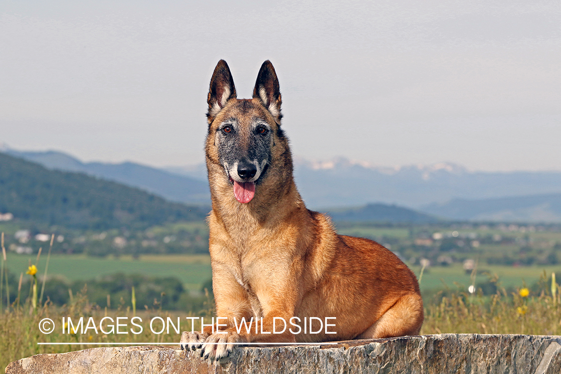 Belgian Shepard Malinois on rock.