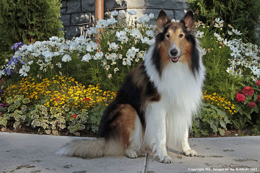Collie in yard.