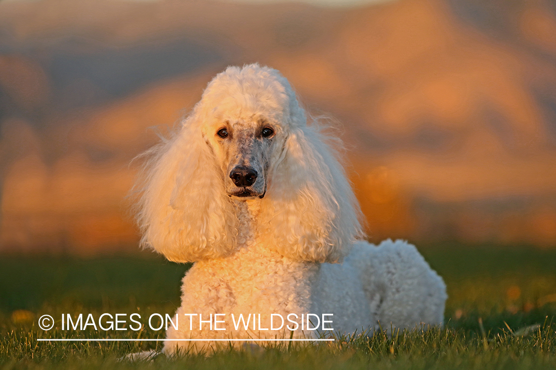 Standard Poodle in front of mountains.