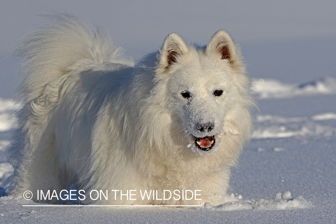 Samoyed in snow.
