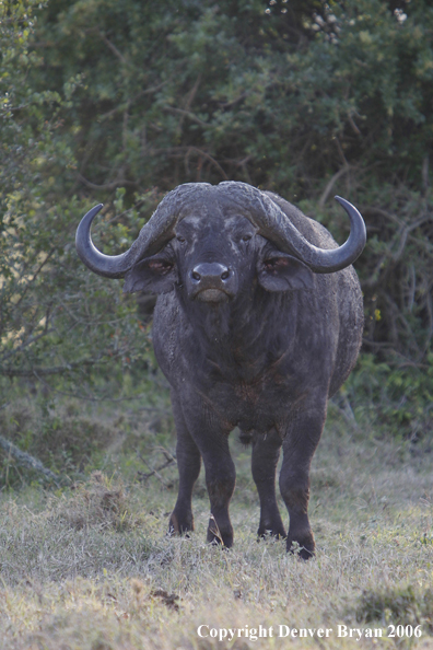 African Cape Buffalo