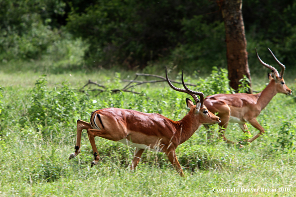 Impala buck running (Africa).