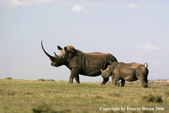White African Rhinocerouses