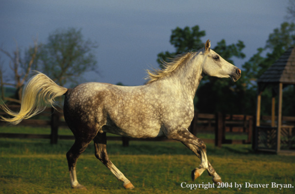 Dapple-white Arabian horse.