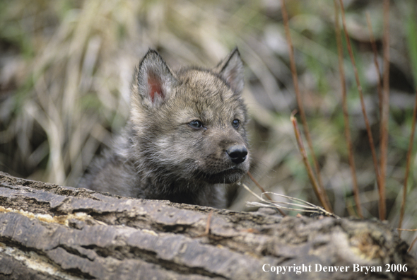 Gray wolf pup in habitat.