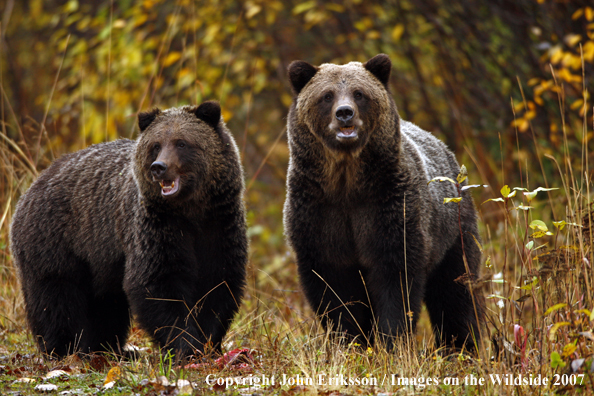 Grizzly/Brown Bear in habitat eating fish