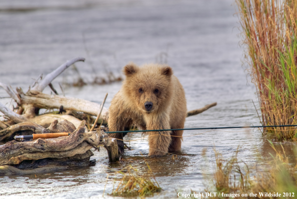 Brown bear cub with fishing pole. 