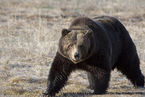 Grizzly bear in habitat.