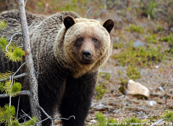 Grizzly Bear in habitat (Original Image #00060-018.05D).