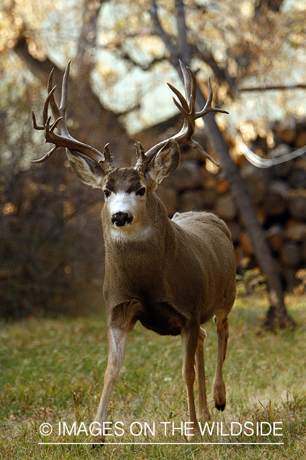 Mule deer 