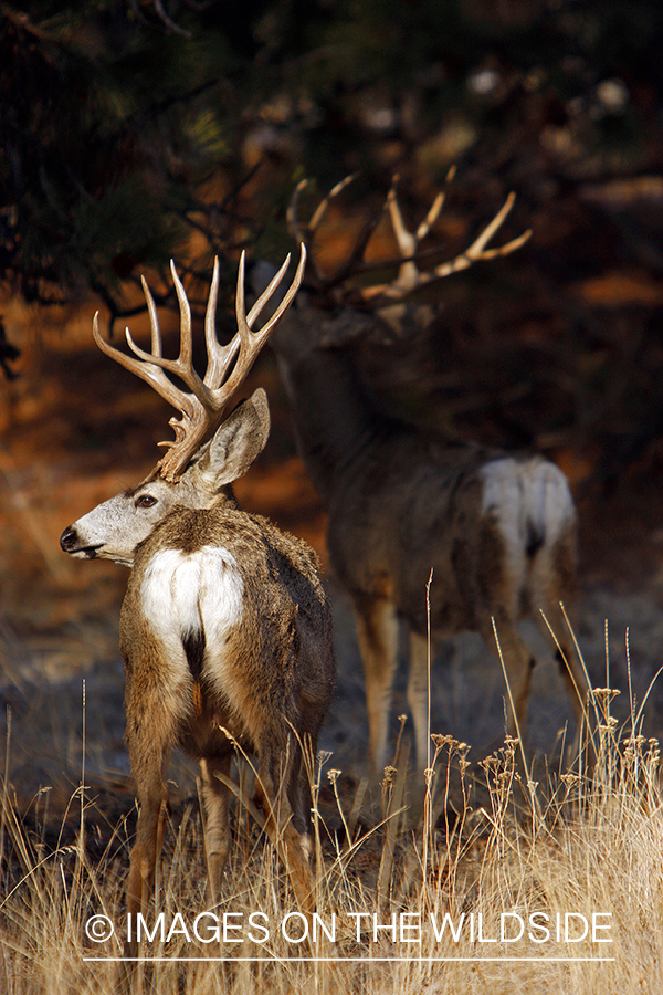 Mule deer 