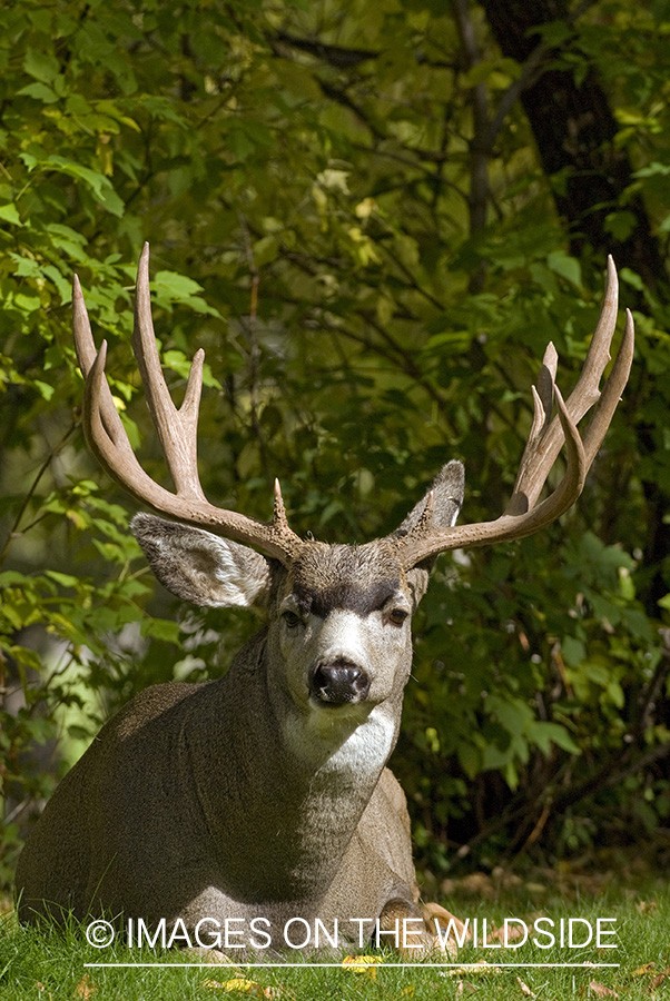 Mule deer 