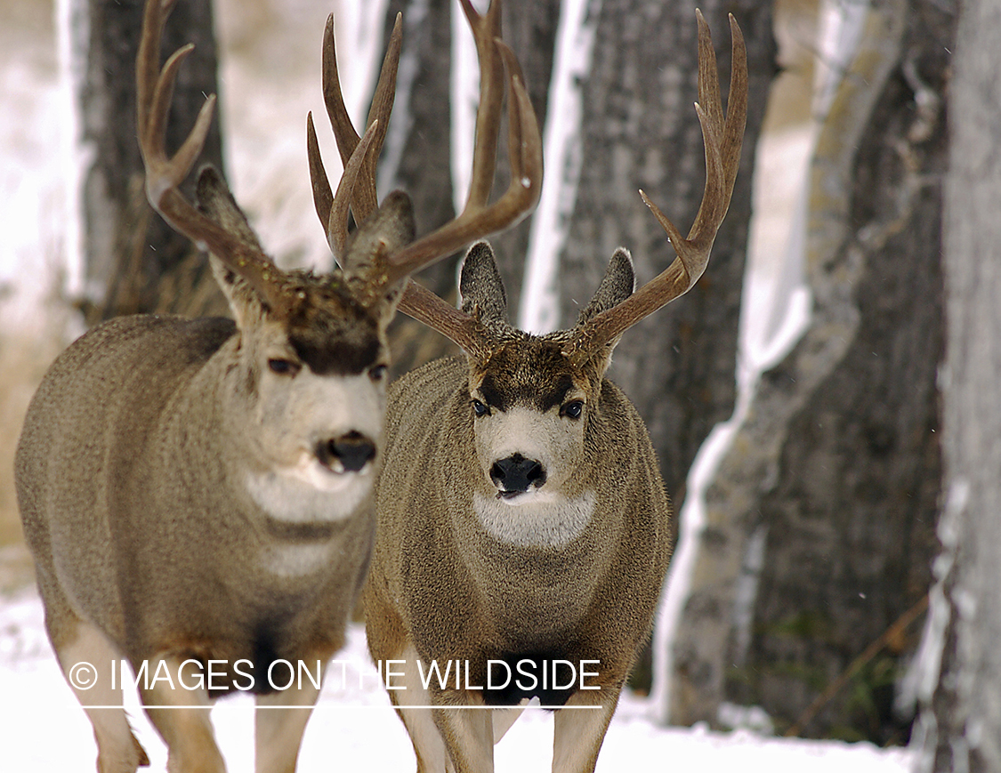 Mule deer 