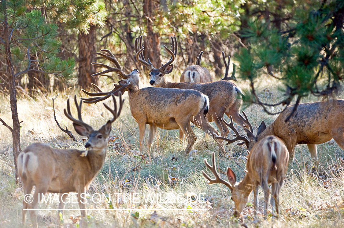 Mule Bucks in Velvet 