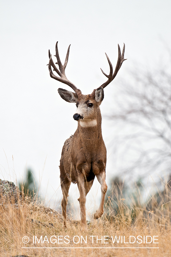 Mule Deer in habitat.