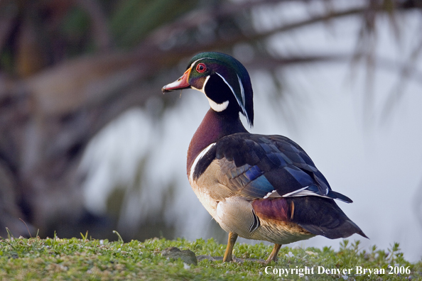Close-up of a Wood duck drake.