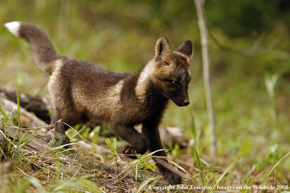 Red Fox Pup in habitat