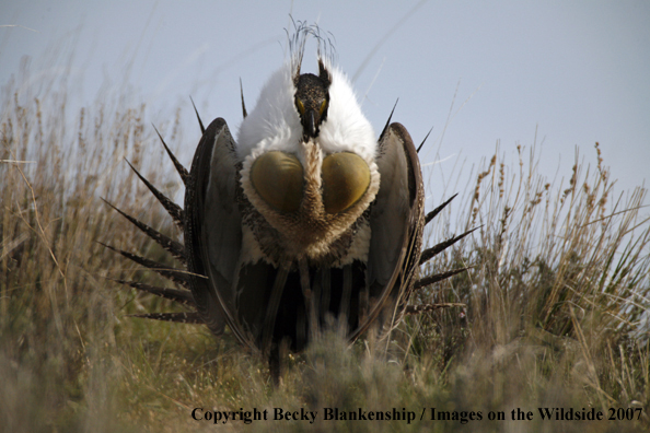 Sage grouse in habitat
