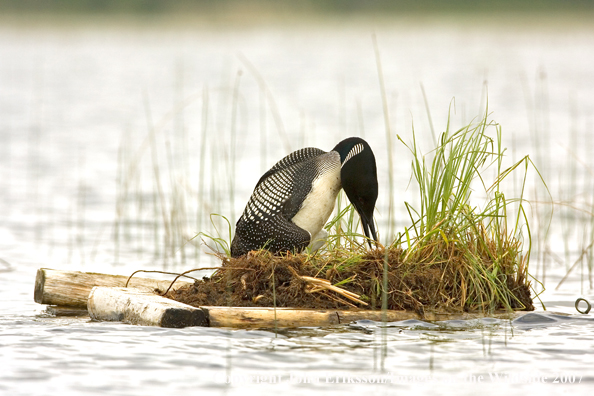 Loon on nest