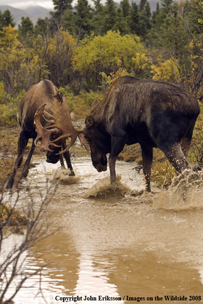 Bull Moose in Habitat