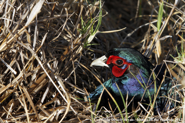 Ring-necked (Blue Phase) pheasant. 