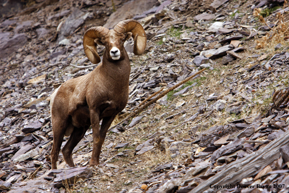 Rocky Mountain Big Horn Sheep