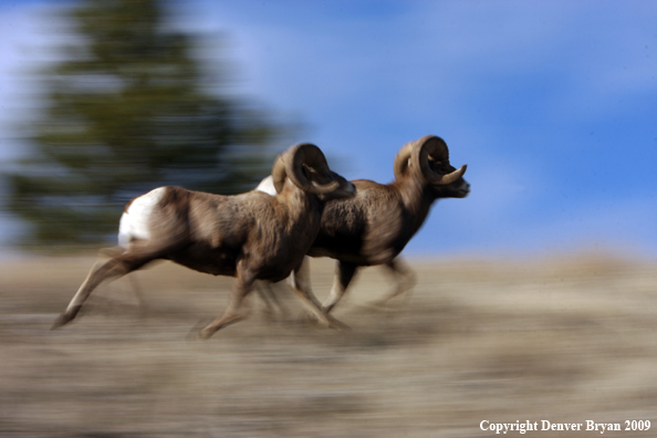 Rocky Mountain Bighorn Sheep