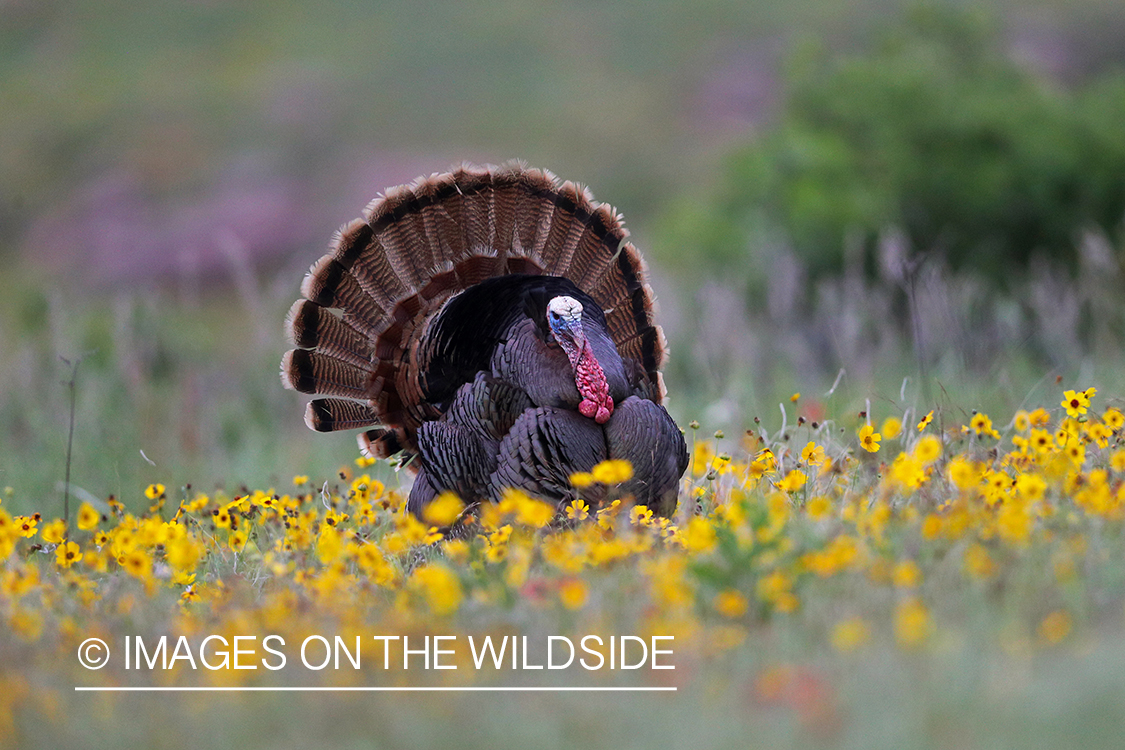 Rio Grande Turkey in habitat.