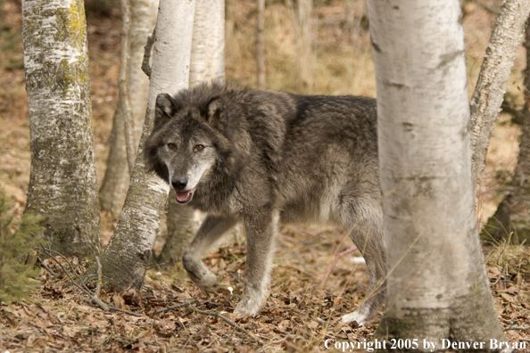 Gray wolf (black phase) in habitat.