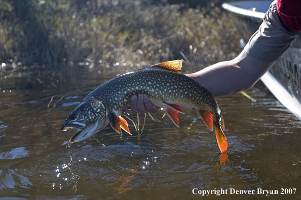 Fisherman with lake trout.  Close up of trout.