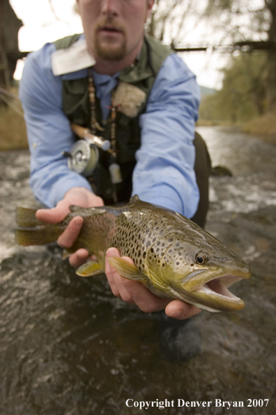 Close-up of nice brown trout.