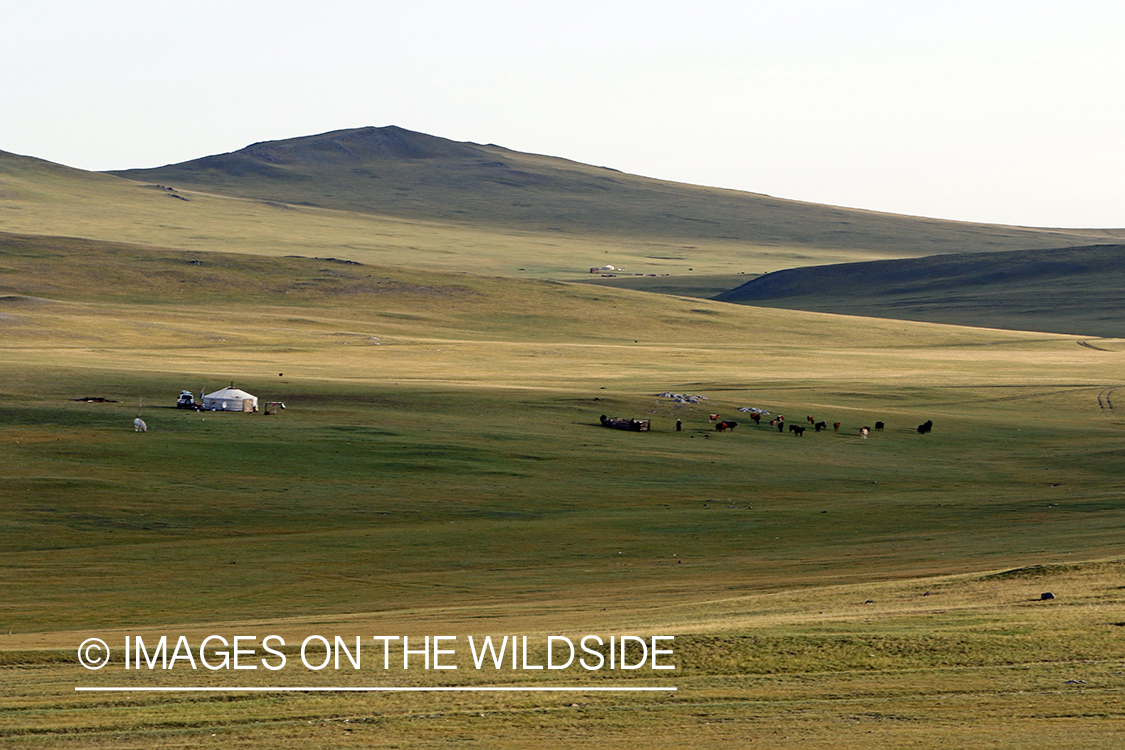 Local ger with livestock on steppe.