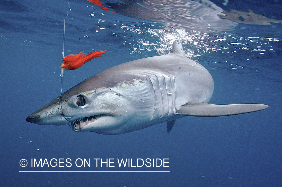 Deep sea fishing with shark on line.